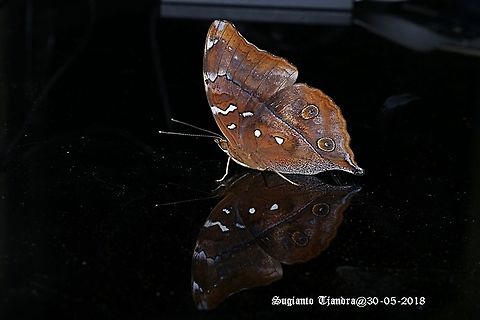 Autumn leaf butterfly, Doleschallia bisaltide  Autumn Leaf,Doleschallia bisaltide,Fall,Geotagged,Indonesia