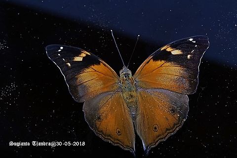 Autumn leaf butterfly, Doleschallia bisaltide  Autumn Leaf,Doleschallia bisaltide,Fall,Geotagged,Indonesia