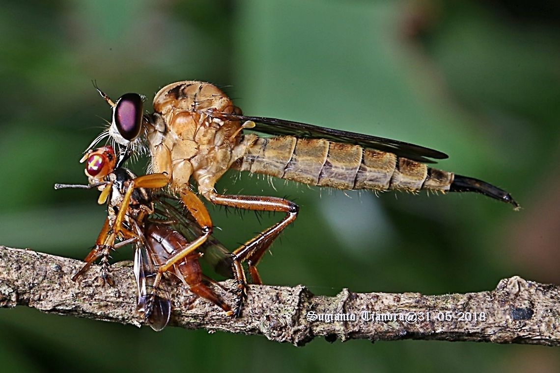 Robber fly, Asilidae Sp. with prey  Fall,Geotagged,Indonesia,Promachus hinei