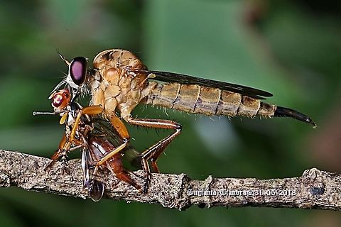 Robber fly, Asilidae Sp. with prey  Fall,Geotagged,Indonesia,Promachus hinei