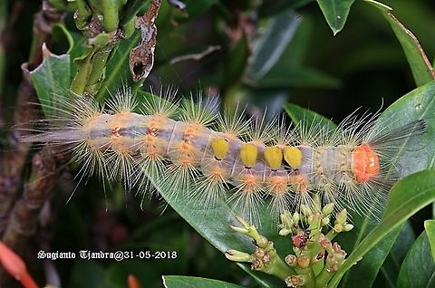 Caterpillar  Fall,Geotagged,Indonesia