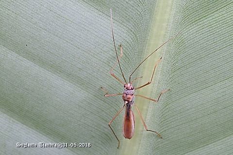 Broad-headed bugs, Alydidae  Fall,Geotagged,Indonesia