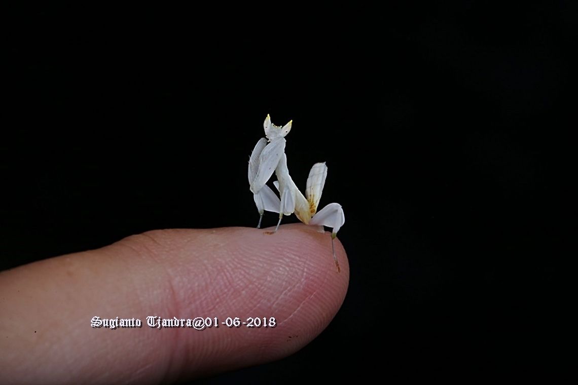 Orchid Mantis, Hymenopus coronatus &quot;Amazing how small this mantis to my left index finger&quot;  Fall,Geotagged,Hymenopus coronatus,Indonesia,Malaysian Orchid Mantis