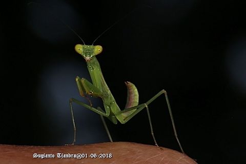 Mini Green Mantis, Mantodea  Fall,Geotagged,Indonesia