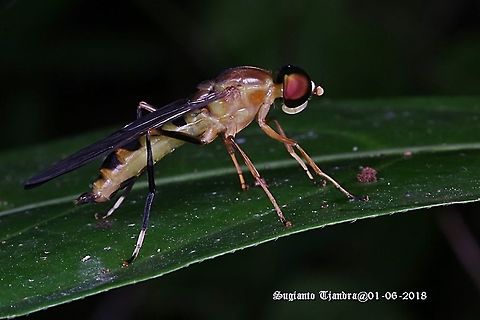 Yellow Soldier fly, Ptecticus elongatus, Stratiomyidae Sp.  Fall,Geotagged,Indonesia,Ptecticus elongatus,Soldier Fly