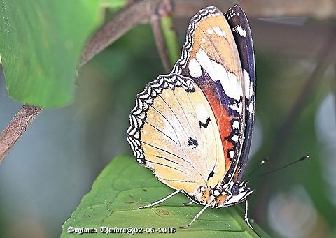 Danaid Eggfly, Hypolimnas misippus, female - underside  Danaid eggfly,Fall,Geotagged,Hypolimnas misippus,Indonesia