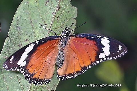 Danaid Eggfly, Hypolimnas misippus, female - upperside  Danaid eggfly,Fall,Geotagged,Hypolimnas misippus,Indonesia