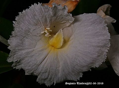 Orchid Mantis, Hymenopus coronatus  "standing on the Crepe Ginger flower, Costaceae"  Fall,Geotagged,Hymenopus coronatus,Indonesia,Malaysian Orchid Mantis