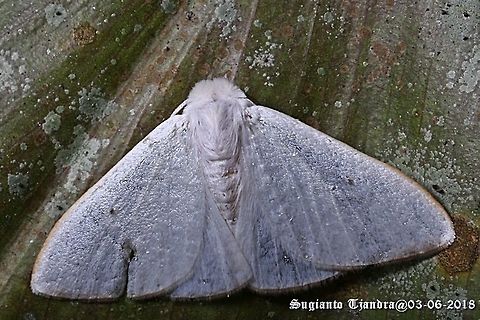 White Silk Moth  Fall,Geotagged,Indonesia