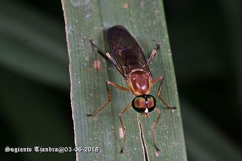 Yellow Soldier fly, Ptecticus elongatus, Stratiomyidae Sp.  Fall,Geotagged,Indonesia,Ptecticus elongatus,Soldier Fly