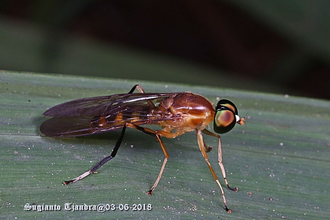 Yellow Soldier fly, Ptecticus elongatus, Stratiomyidae Sp.  Geotagged,Ptecticus elongatus,Soldier Fly,Spring