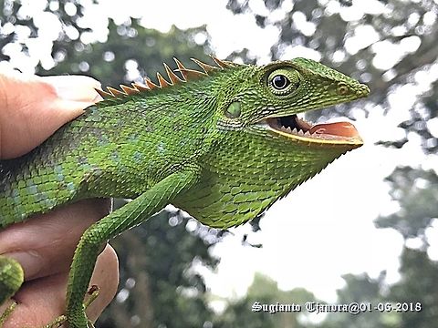 Green Crested Lizard, Agamidae  Bronchocela cristatella,Fall,Geotagged,Green Crested Lizard,Indonesia