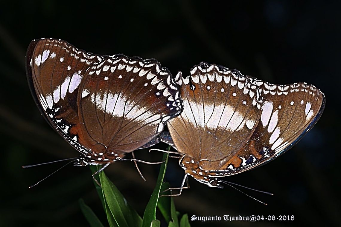The great eggfly, Hypolimnas bolina - "mating"  Fall,Geotagged,Great Eggfly,Hypolimnas bolina,Indonesia
