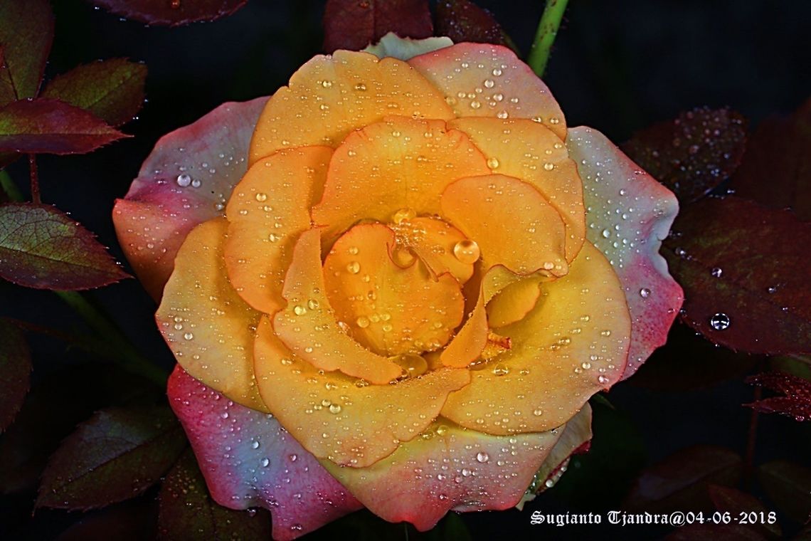 Rose flower  Fall,Geotagged,Indonesia