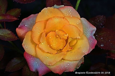 Rose flower  Fall,Geotagged,Indonesia