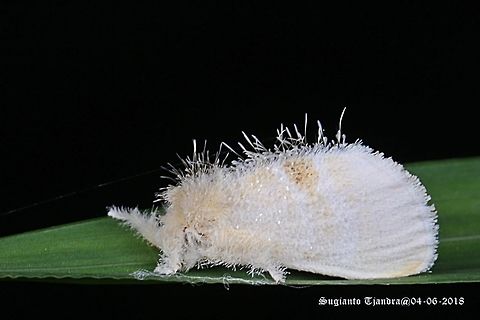 White planthopper (unknown Species)  Fall,Geotagged,Indonesia