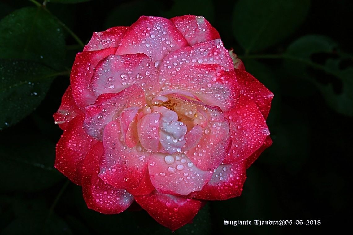 Rose flower  Fall,Geotagged,Indonesia