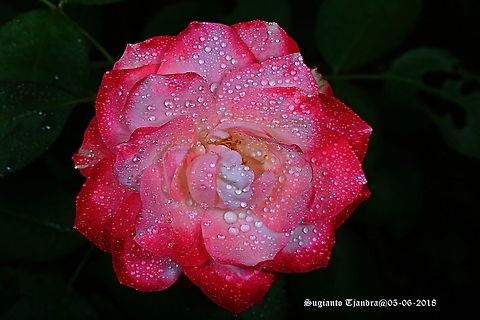 Rose flower  Fall,Geotagged,Indonesia