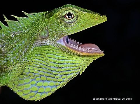 Green Crested Lizard, Agamidae  Bronchocela cristatella,Fall,Geotagged,Green Crested Lizard,Indonesia