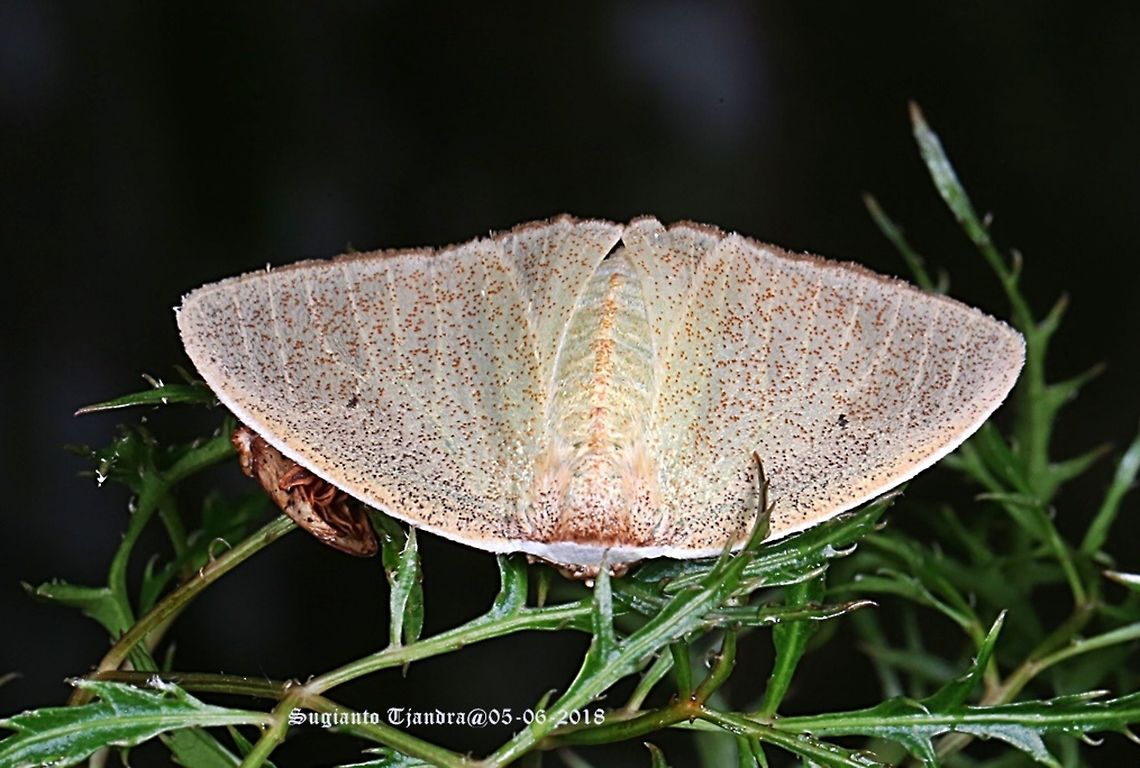 Moth  Geotagged,Spring