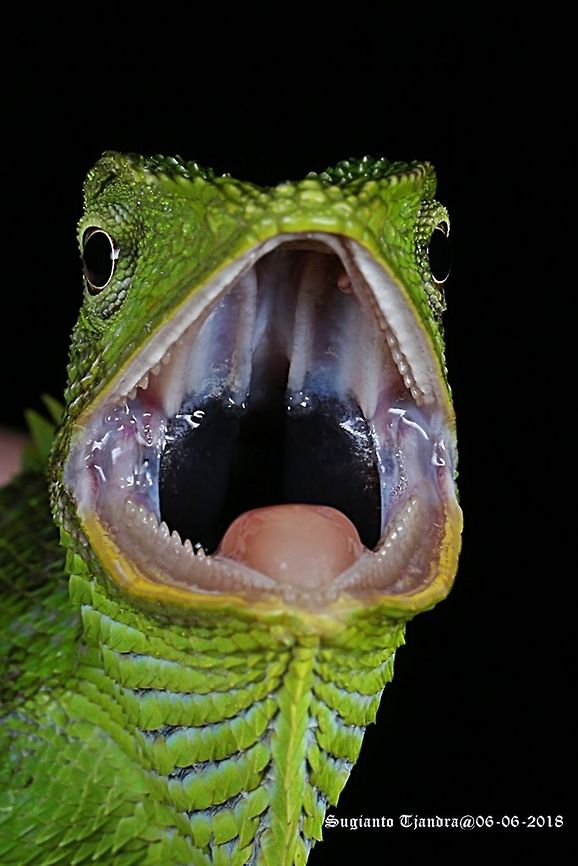 Green Crested Lizard, Agamidae  Bronchocela cristatella,Fall,Geotagged,Green Crested Lizard,Indonesia