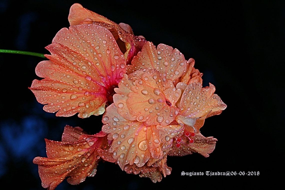 Hibiscus flower  Fall,Geotagged,Indonesia