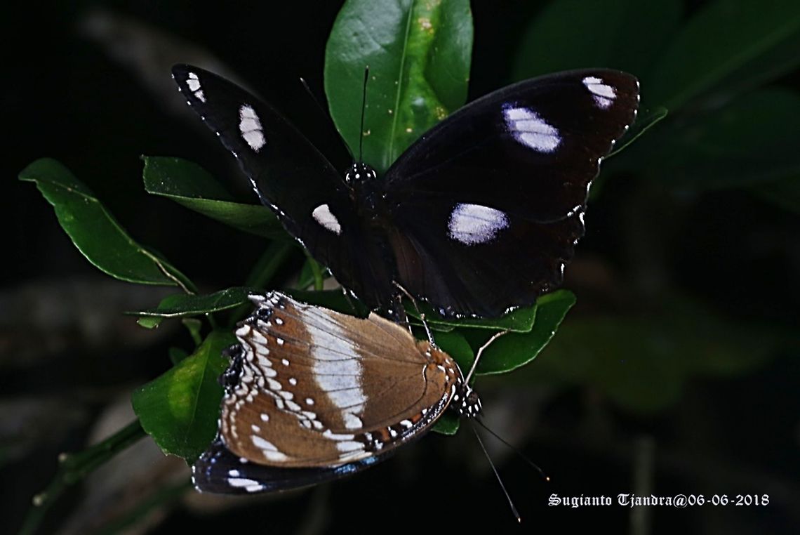 The great eggfly, Hypolimnas bolina - "mating"  Fall,Geotagged,Great Eggfly,Hypolimnas bolina,Indonesia