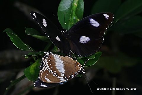 The great eggfly, Hypolimnas bolina - "mating"  Fall,Geotagged,Great Eggfly,Hypolimnas bolina,Indonesia