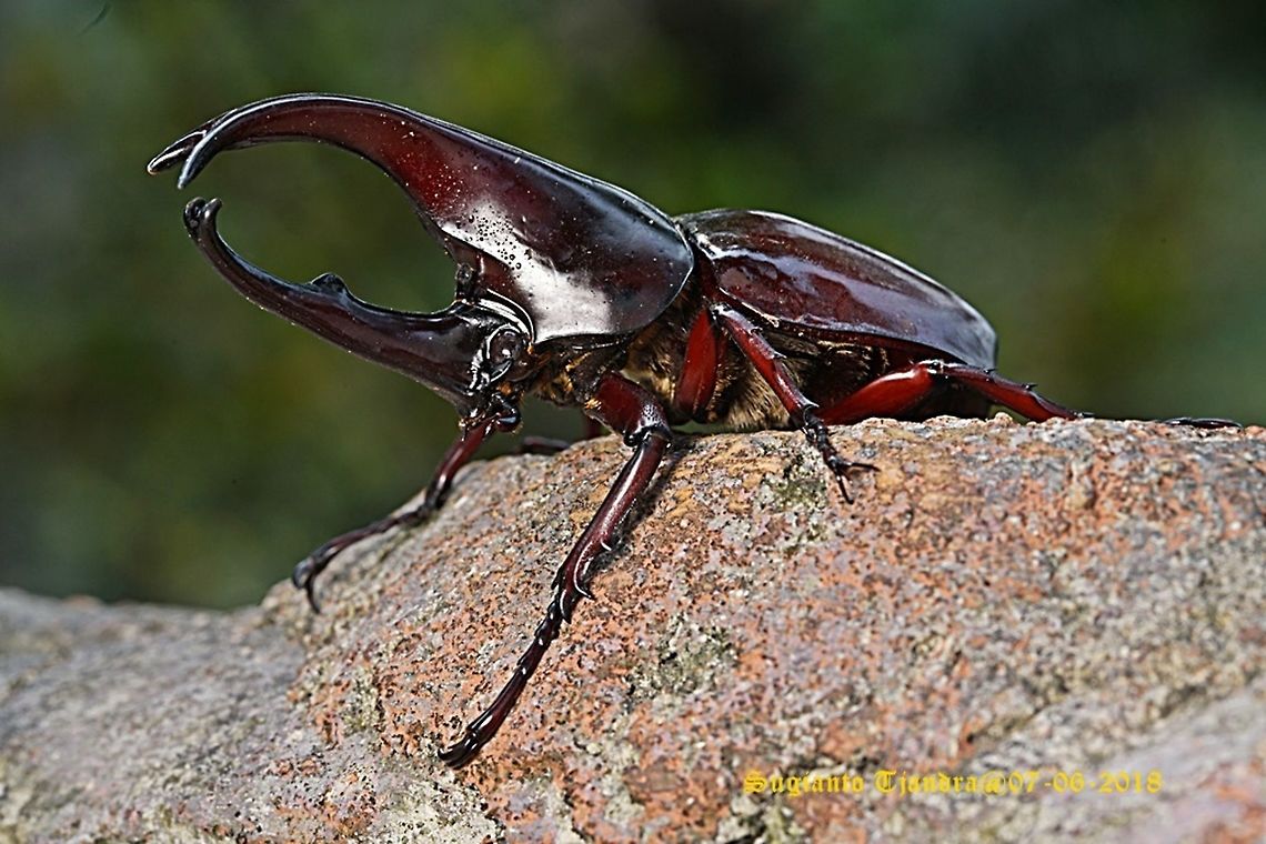 The brown rhinoceros beetle, Xylotrupes gideon  Fall,Geotagged,Indonesia,Xylotrupes gideon