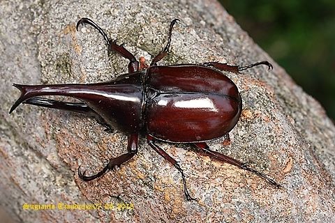 The brown rhinoceros beetle, Xylotrupes gideon  Fall,Geotagged,Indonesia,Siamese rhinoceros beetle,Xylotrupes gideon