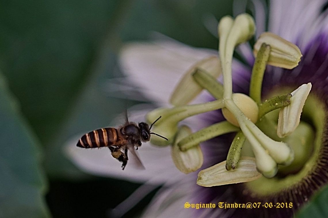 DSC08866_070618  Fall,Geotagged,Indonesia