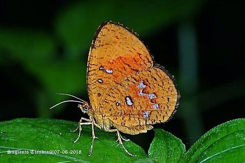 Callidula Sakuni moth, Callidulidae Sp  Callidula sumatrensis,Fall,Geotagged,Indonesia