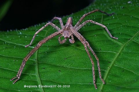 Wandering Spider, (unknown species???)  Fall,Geotagged,Indonesia