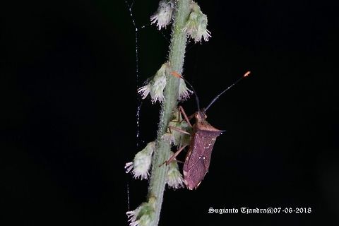 True Bug, Hemiptera Sp.  Geotagged,Spring