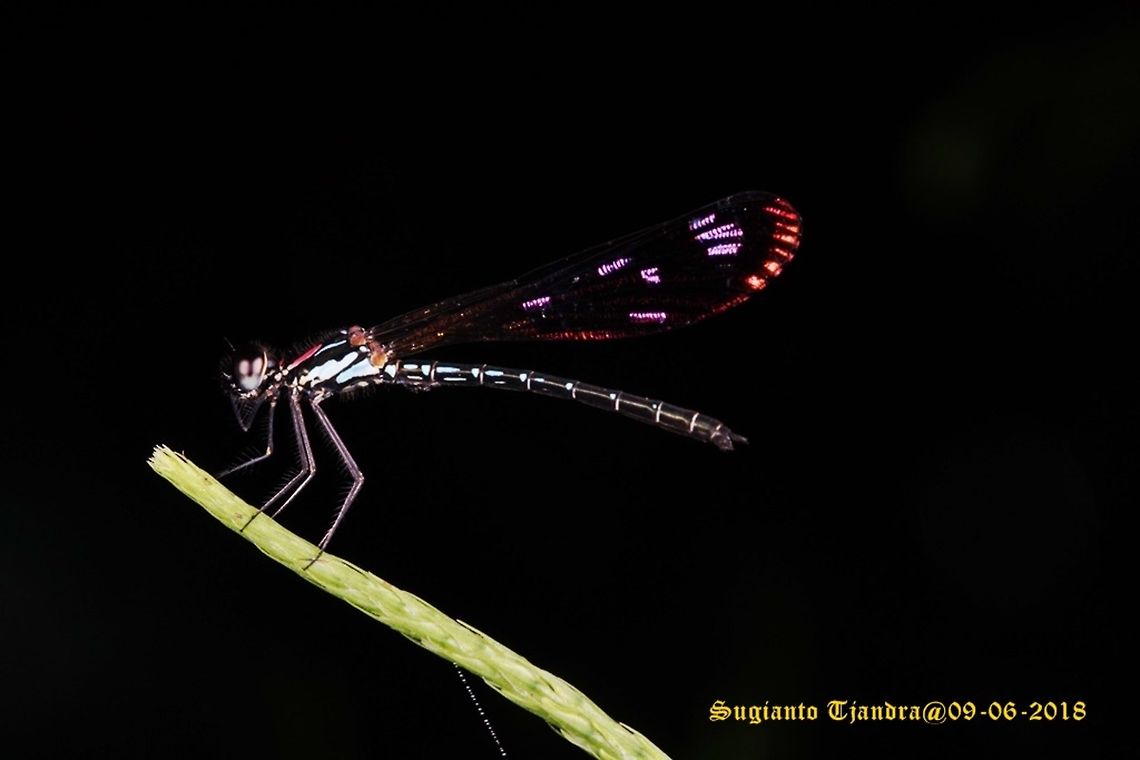 Jewel damselfly/Rhinocypha fenestrata, family Chlorocyphidae - Male  Geotagged,Rhinocypha Fenestrata,Rhinocypha fenestrata,Spring