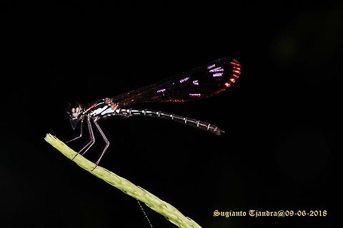 Jewel damselfly/Rhinocypha fenestrata, family Chlorocyphidae - Male  Geotagged,Rhinocypha Fenestrata,Rhinocypha fenestrata,Spring