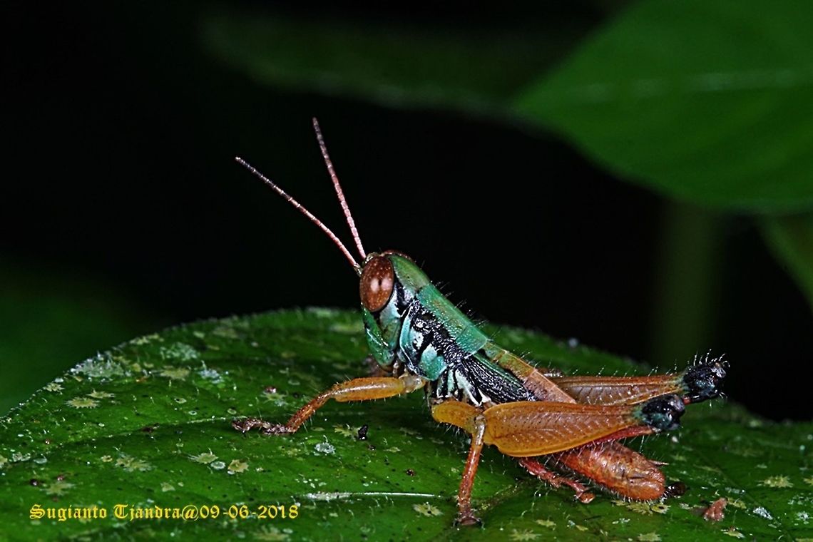 Grasshopper, Caryanda Spuria  Caryanda spuria,Fall,Geotagged,Indonesia