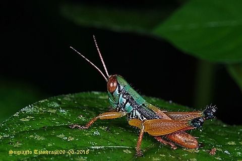 Grasshopper, Caryanda Spuria  Caryanda spuria,Fall,Geotagged,Indonesia