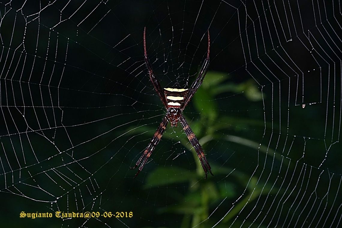 Orb-weaver spider, Argiope  Fall,Geotagged,Indonesia