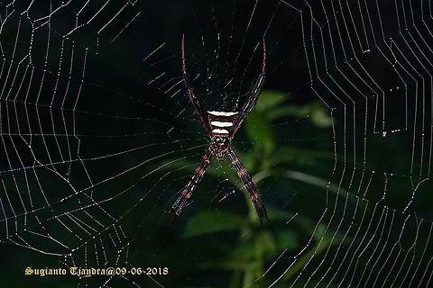 Orb-weaver spider, Argiope  Fall,Geotagged,Indonesia