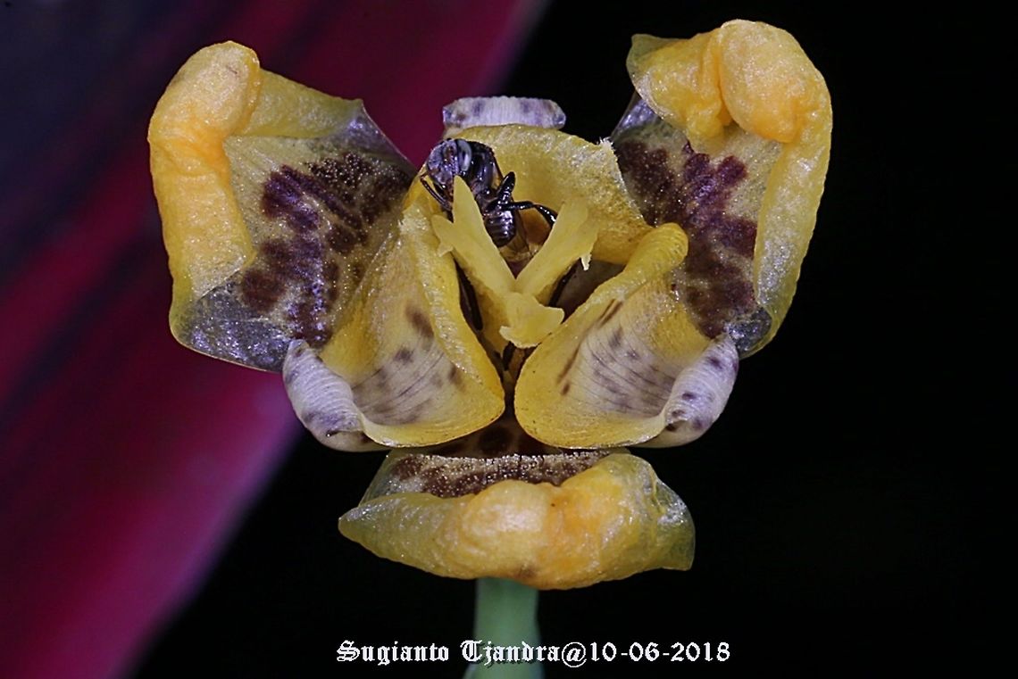 Stingless honey bee (Meliponini)  Fall,Geotagged,Indonesia