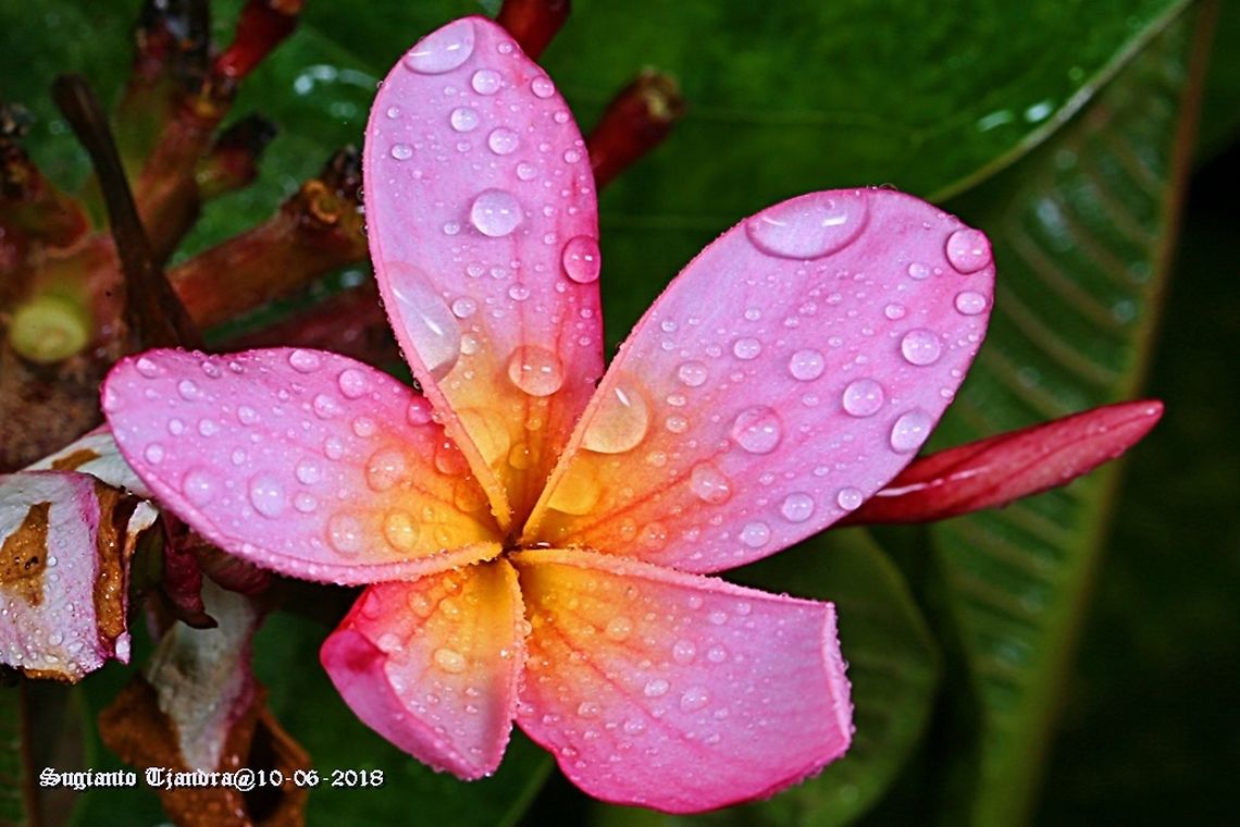 Plumeria Pink, Plumeria Sp., Apocynaceae  Fall,Geotagged,Indonesia