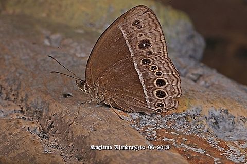Dark Grass Brown Butterfly, Orsotriaena medus cinerea  Dark grass-brown,Fall,Geotagged,Indonesia,Orsotriaena medus