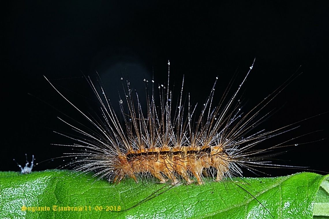 Caterpillar  Fall,Geotagged,Indonesia