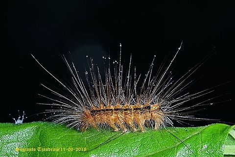 Caterpillar  Fall,Geotagged,Indonesia