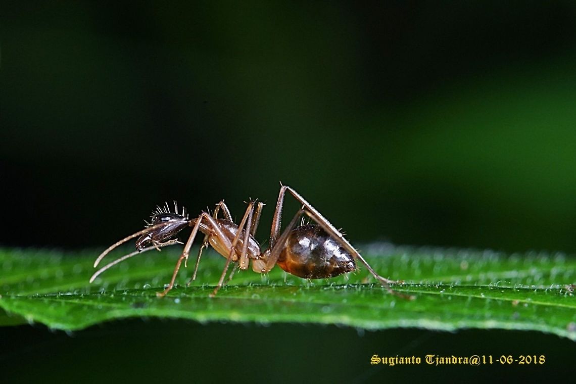 Black Garden Ant, Lasius  Fall,Geotagged,Indonesia