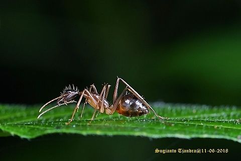 Black Garden Ant, Lasius  Fall,Geotagged,Indonesia