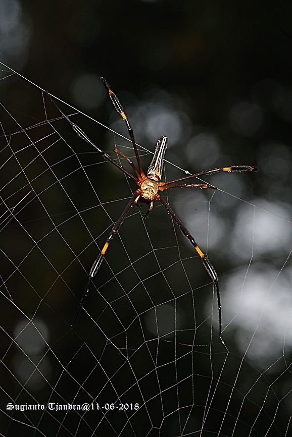 Nephila Spider  Fall,Geotagged,Giant golden orb weaver,Indonesia,Nephila pilipes