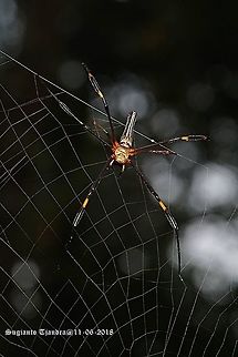 Nephila Spider  Fall,Geotagged,Giant golden orb weaver,Indonesia,Nephila pilipes