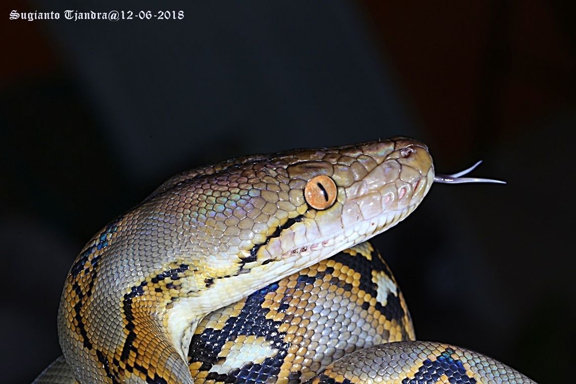 Phyton  Geotagged,Indonesia,Python reticulatus,Reticulated python,Summer